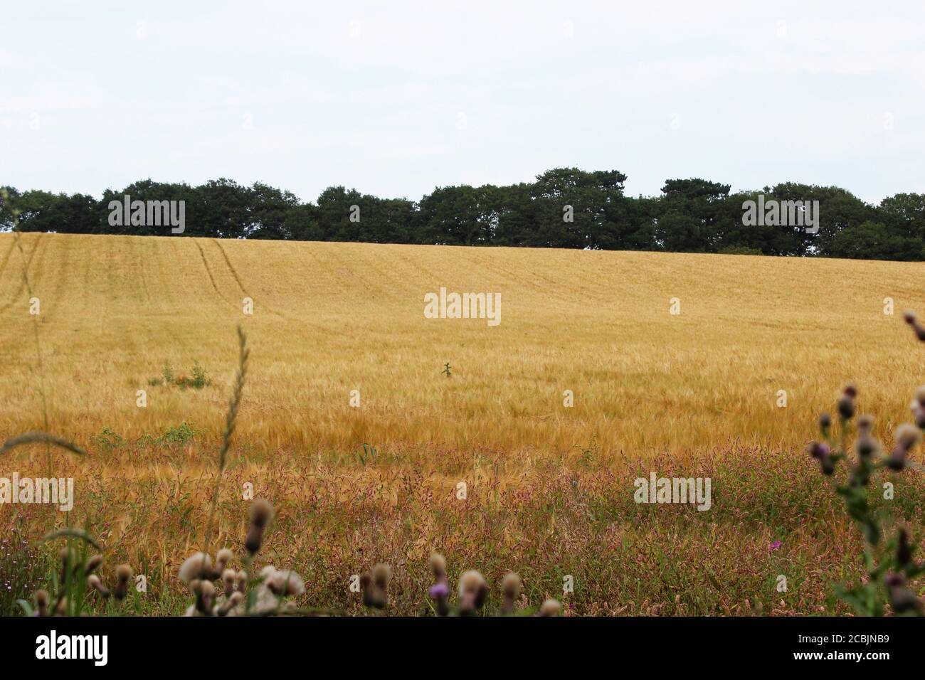 Grande campo di segale in crescita (Secale cereale) a Pickmere, Inghilterra Foto Stock