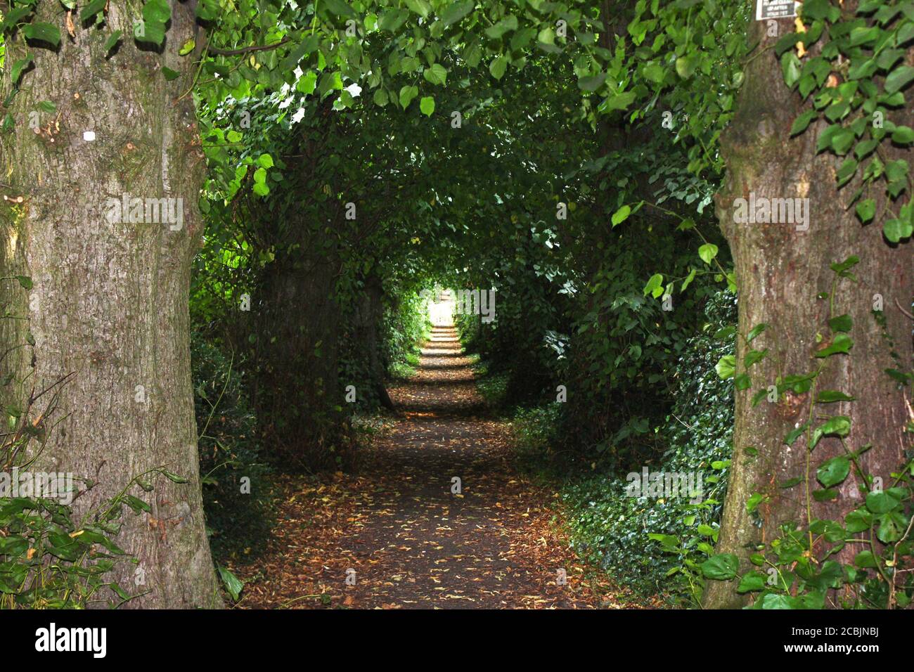 Lungo e spesso percorso a tunnel ad albero a Great Budworth, Inghilterra Foto Stock