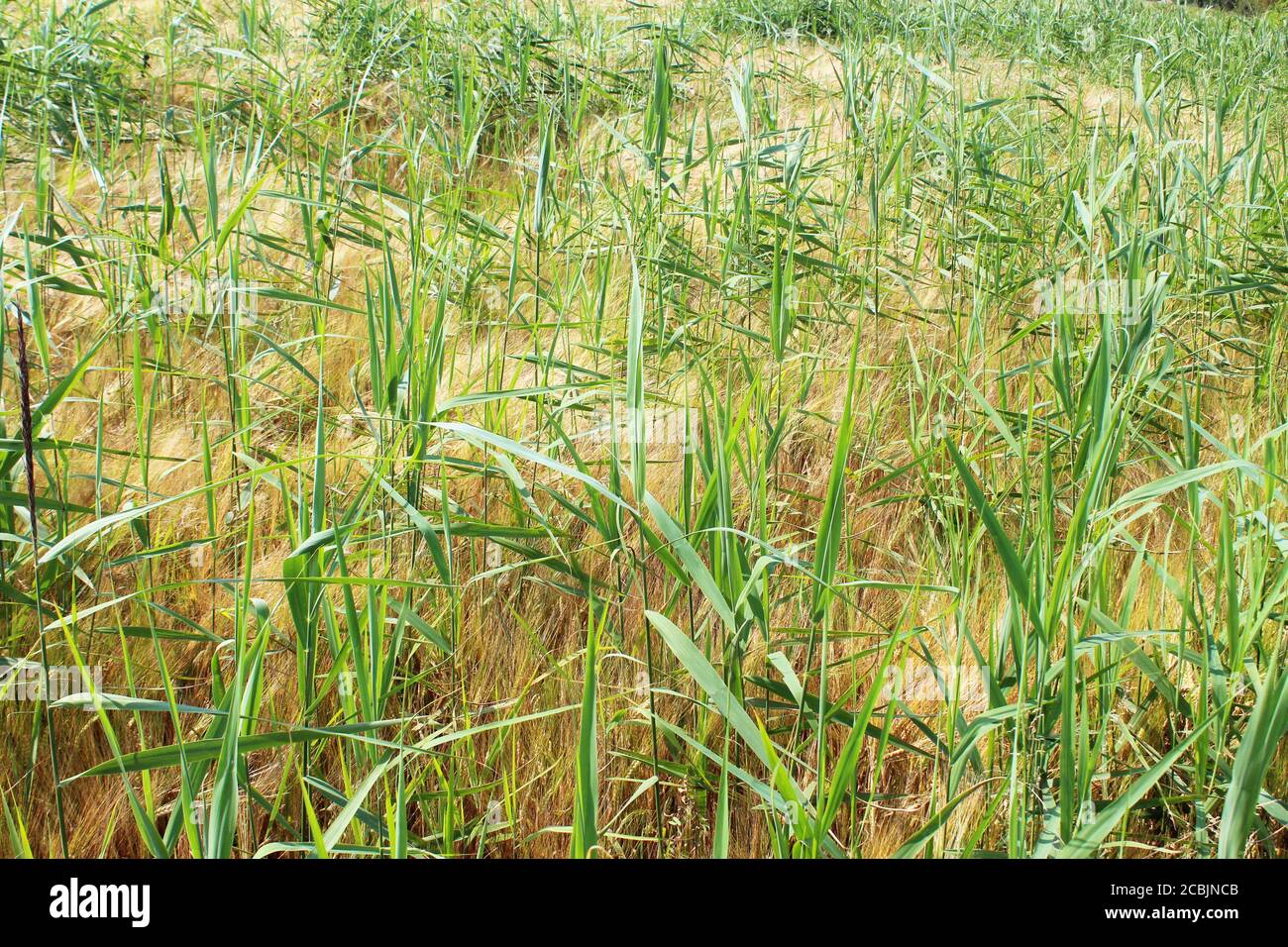 Golden Rye Field (Secale cereale) in una giornata di sole a Pickmere, Inghilterra Foto Stock