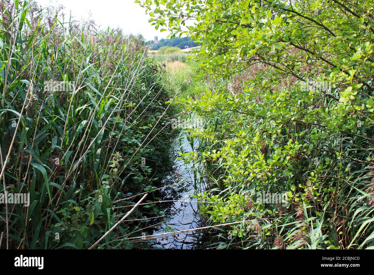 Ruscello surcresciuto nella natura selvaggia di Pickmere, in Inghilterra Foto Stock