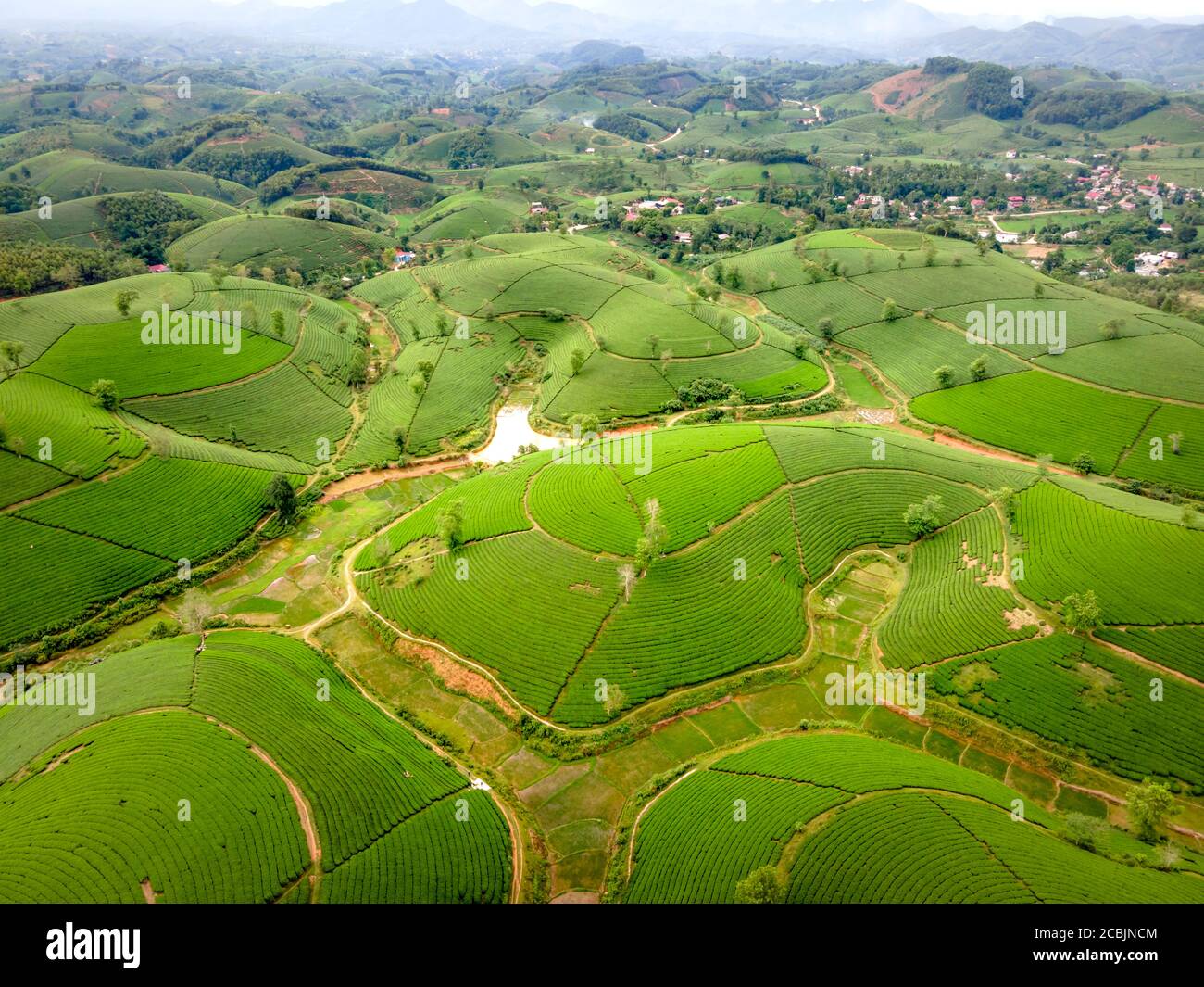 Long Coc tè collina, provincia di Phu Tho, Vietnam in una mattina. Long Coc è considerata una delle più belle colline del tè in Vietnam, con centinaia e t Foto Stock