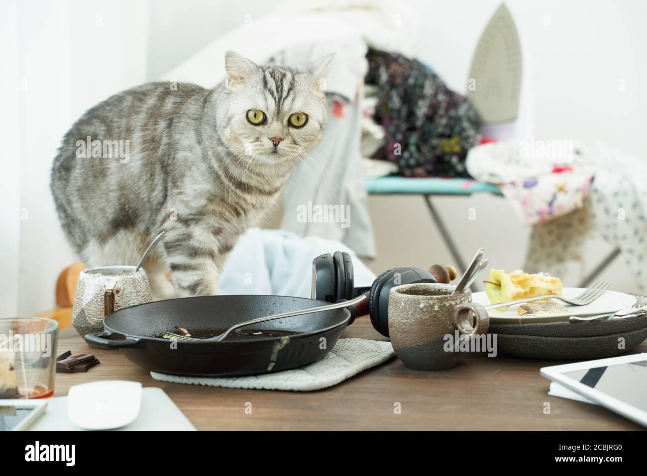 Cat guarda con orrore e paura sullo sfondo di caos, piatti sporchi, mucchi di vestiti Foto Stock