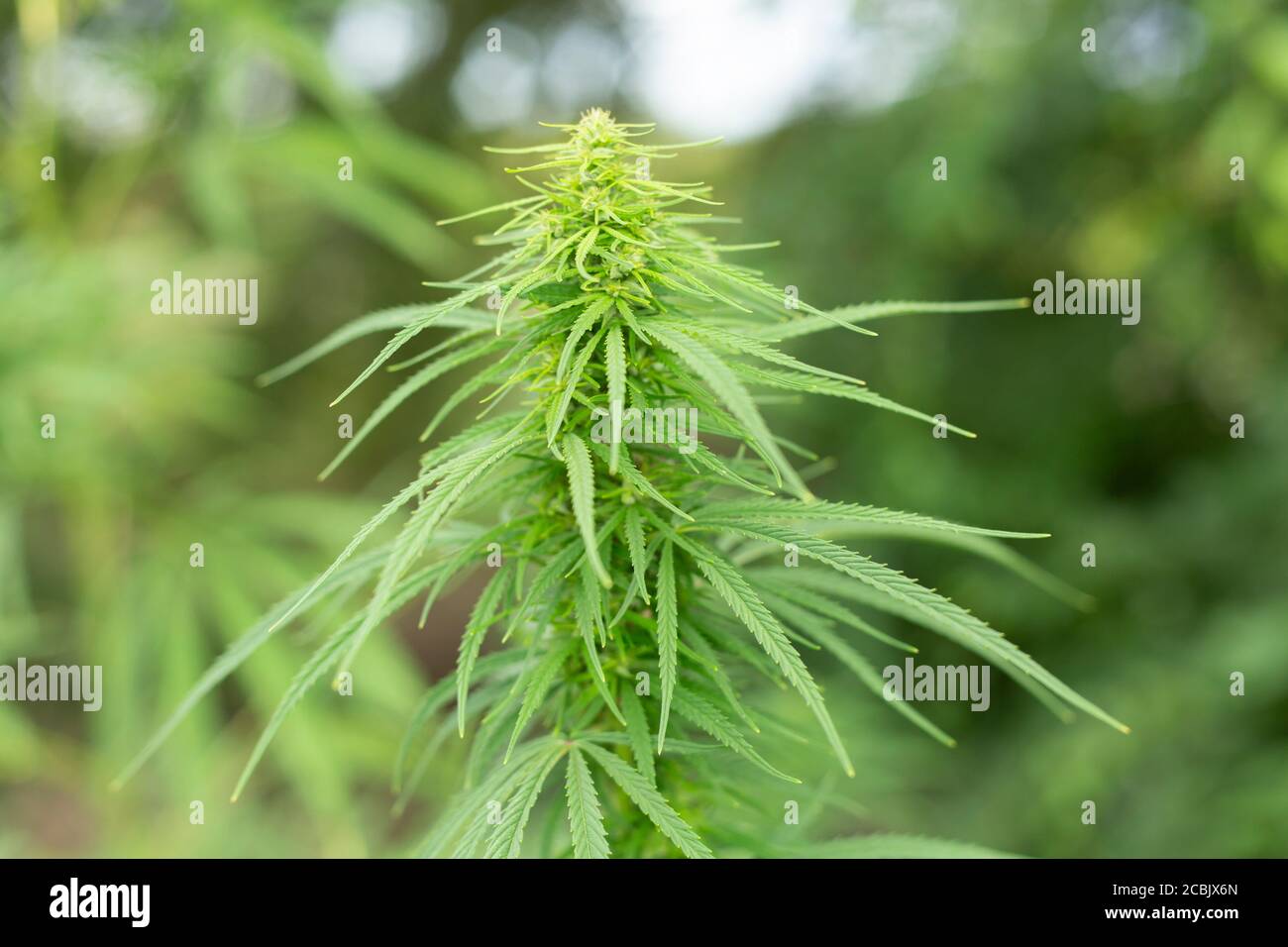 Pianta di cannabis. Primo piano della canapa. Foto Stock