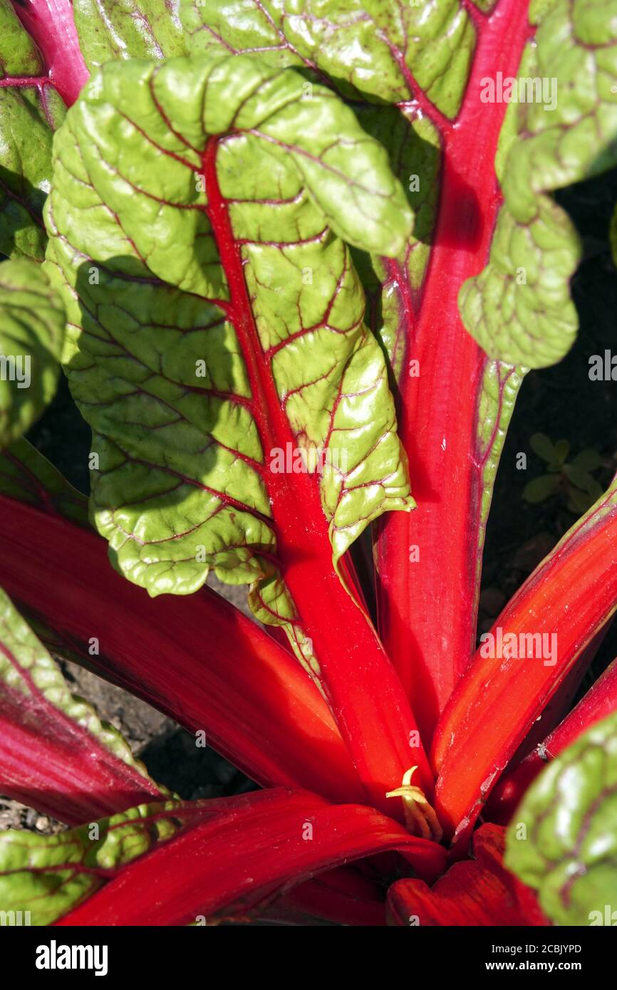 La zizzera svizzera coltivata in orto foglie di Petiole rosso di mangold Foto Stock