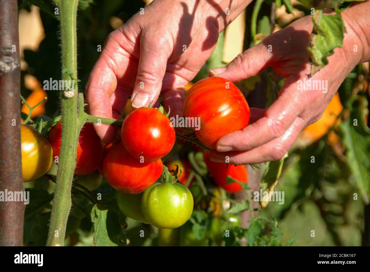 Raccolta di pomodori freschi dai cespugli. Raccolta di frutta biologica nel giardino di casa. Foto Stock
