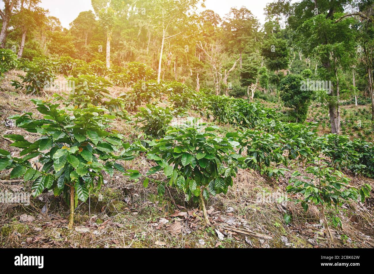 Giornata di sole nella caffetteria. Caffè piccoli alberi Foto Stock