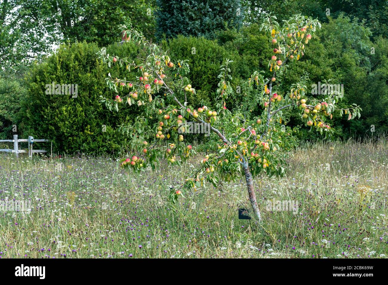 Albero di mele in un frutteto e prato di fiori selvatici, Surrey, Regno Unito, durante il mese di agosto. Varietà di mele locale Cleeve Foto Stock