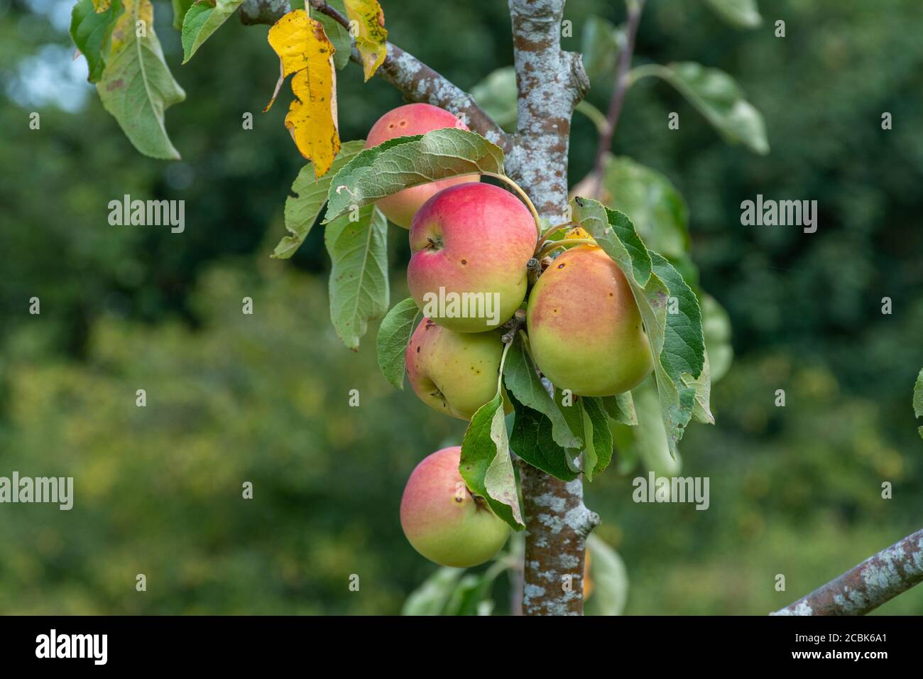 Mele che maturano su un albero di mele in un frutteto, Surrey, Regno Unito, durante il mese di agosto. Varietà di mele locale Cleeve Foto Stock