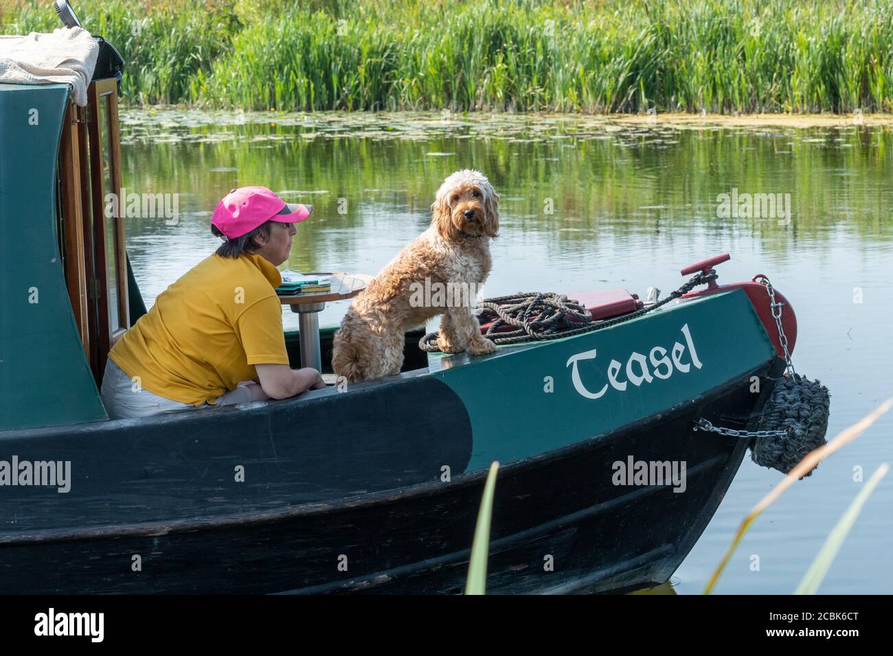 Donna e cane in un viaggio in narrowboat sul canale di Basingstoke nell'Hampshire, Regno Unito, durante l'estate Foto Stock