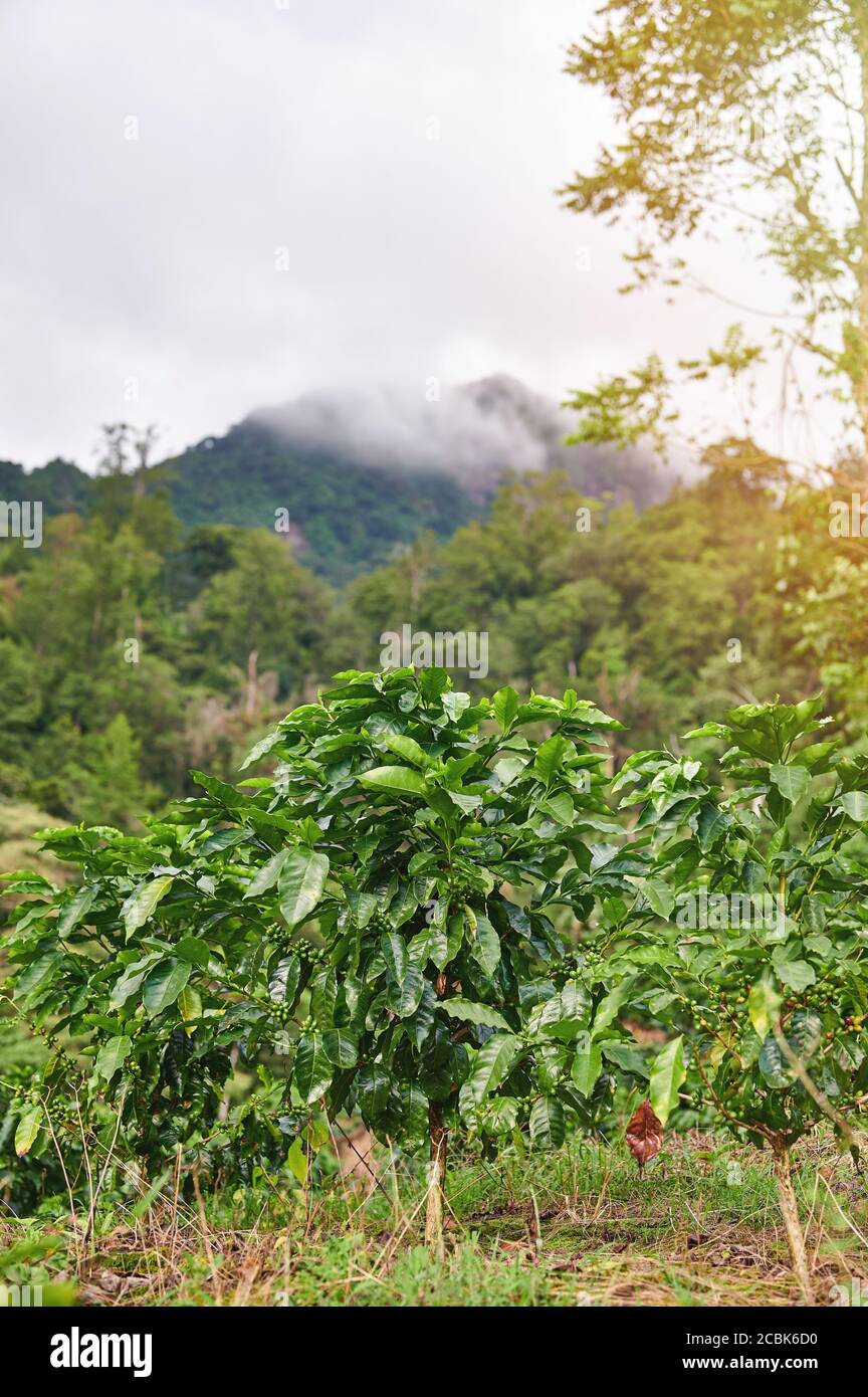 Piante di caffè sane in una giornata di sole in montagna nebbia sfondo Foto Stock