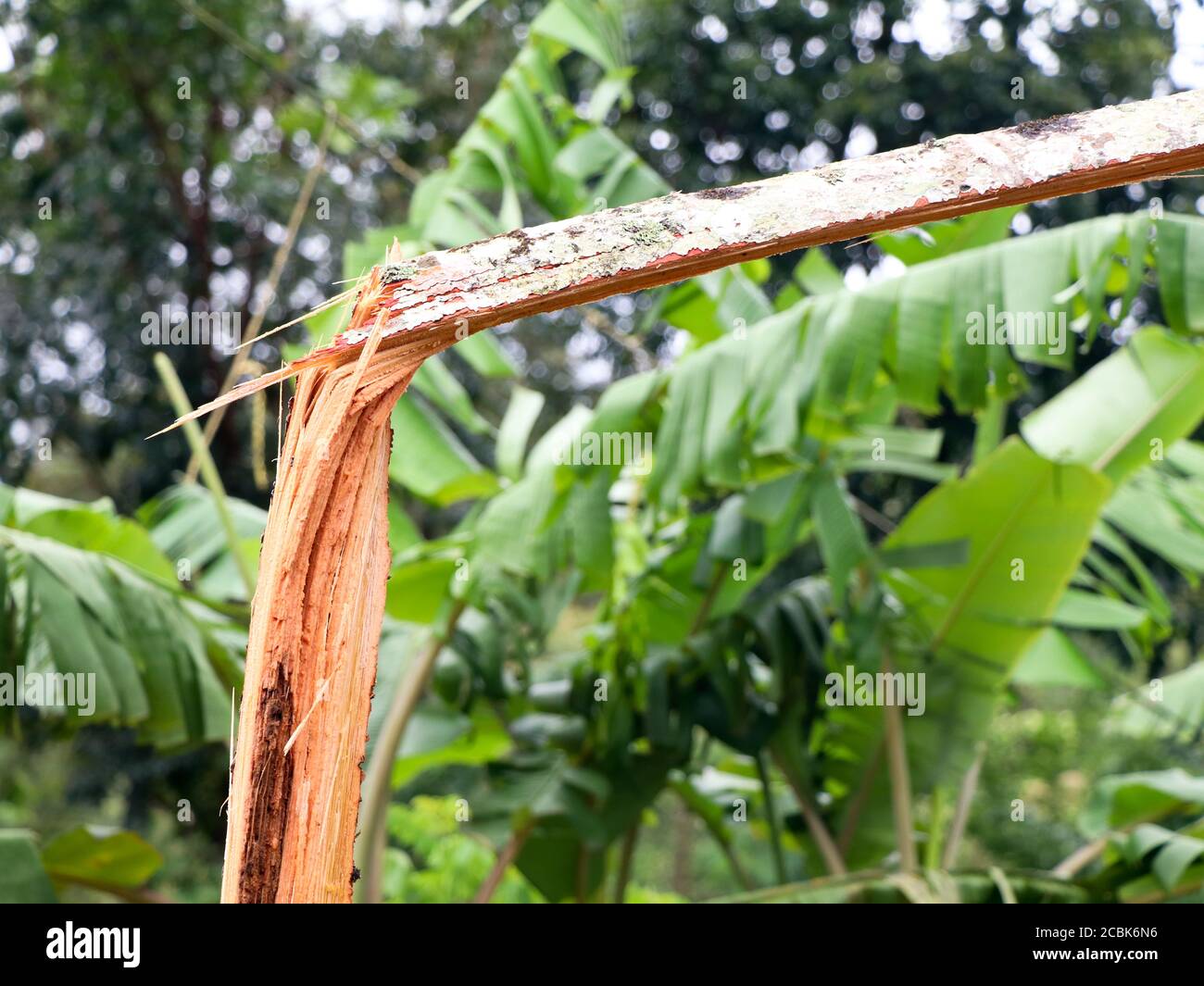 Arreca albero di noci spezzato in pezzi da forte vento monsone, calamità naturali Foto Stock