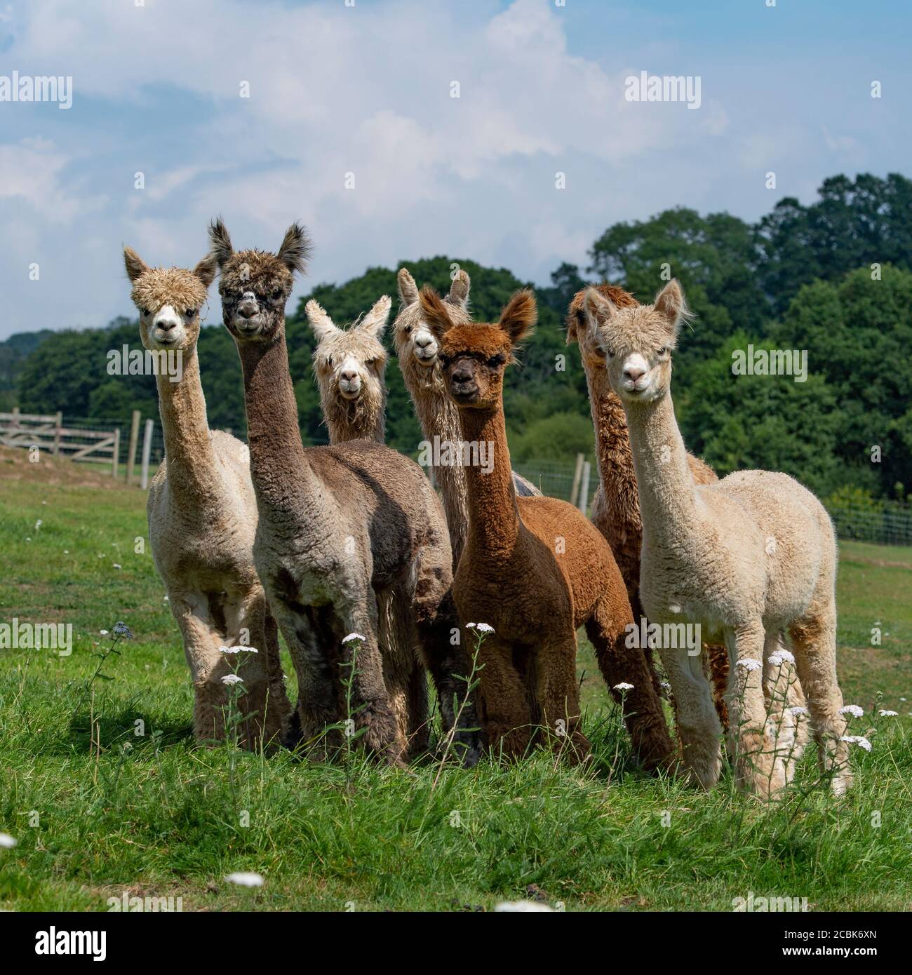 mandria di alpaca Foto Stock