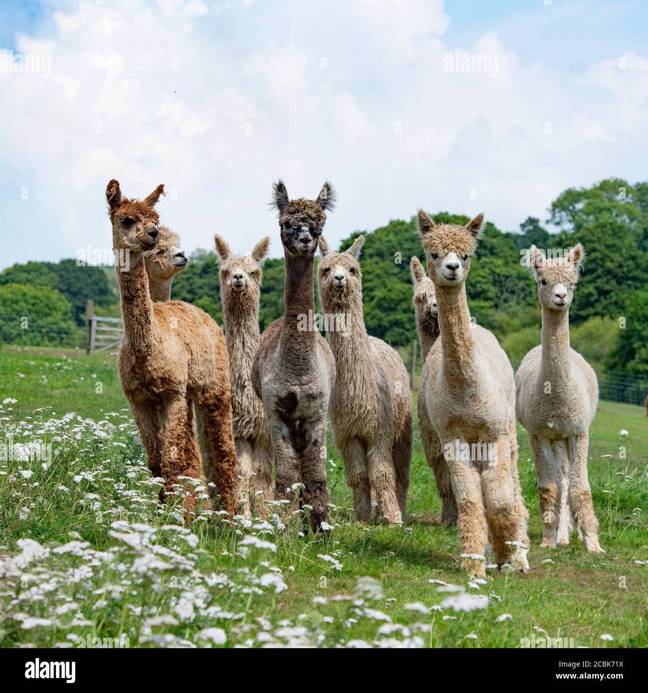 mandria di alpaca Foto Stock