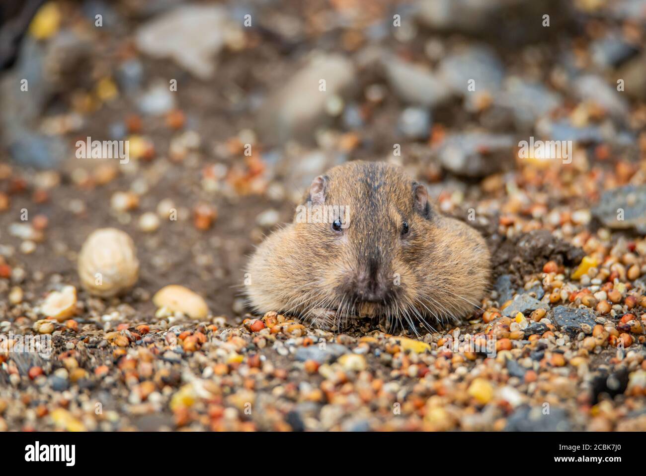 Il gopher tascabile di Botta mangiare noci e semi sotto un uccello alimentatore Foto Stock