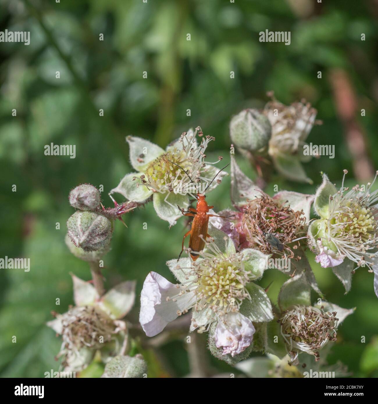 Comune Red Soldier Beetle / Rhagonycha fulva si stabilì su Bramble / Rubus flower. Longhorn Beetle Regno Unito. Insetti UK. Foto Stock