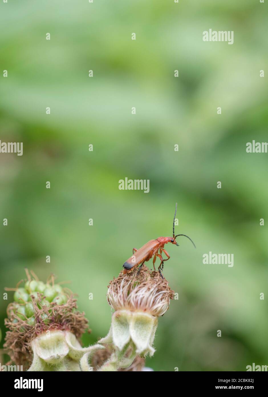 Comune Red Soldier Beetle / Rhagonycha fulva si stabilì su Bramble / Rubus flower. Longhorn Beetle Regno Unito. Vista del mondo alternativa, vista del mondo. Foto Stock