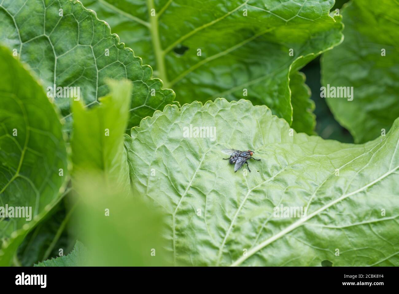 Armoracia rusticana / Horse-ravish foglia primo piano con una sorta di casa-fly tipo insetto isolato (ma non identificato - può essere solo una housefly). Foto Stock