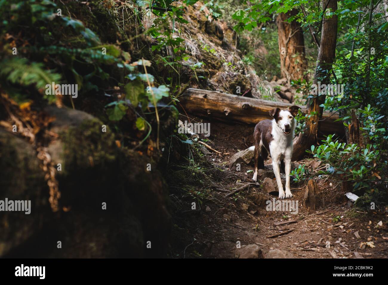 Border collie ritratto di animali domestici, sentiero escursionistico foresta, california settentrionale Foto Stock