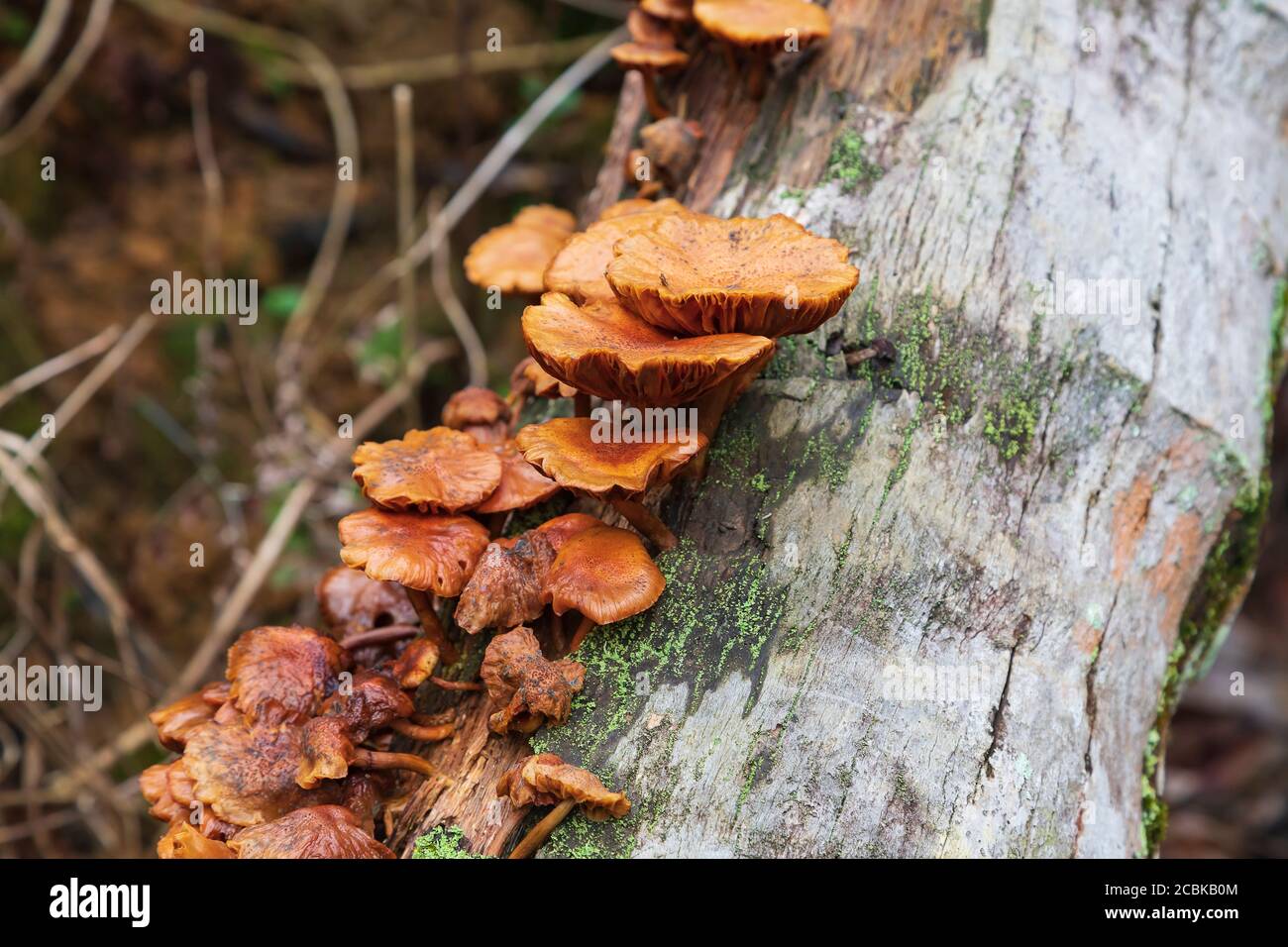 Funghi che crescono su un tronco di cocco decadente con muffa e muschio Foto Stock