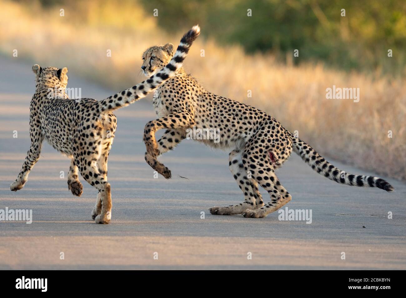 Due ghepardi che giocano nel mezzo di una strada asfaltata Nella luce gialla del mattino a Kruger Park Sud Africa Foto Stock Due ghepardi che giocano nel mezzo di una strada asfaltata Nella luce gialla del mattino a Kruger Park Sud Africa Foto Stock