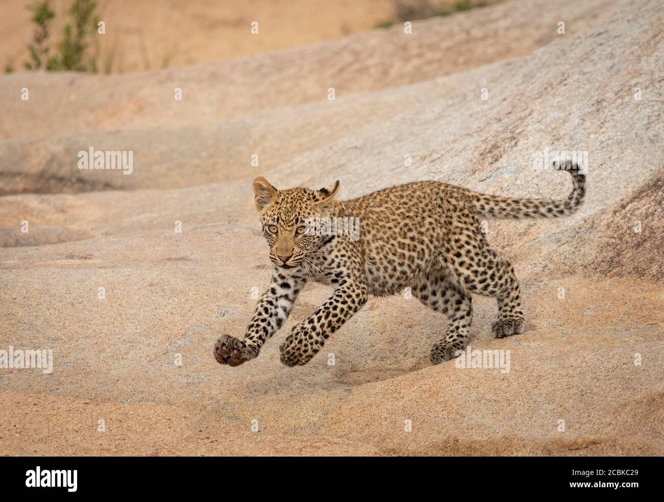 Piccolo cucciolo leopardo che corre su roccia e sabbia a Kruger Parco Sud Africa Foto Stock
