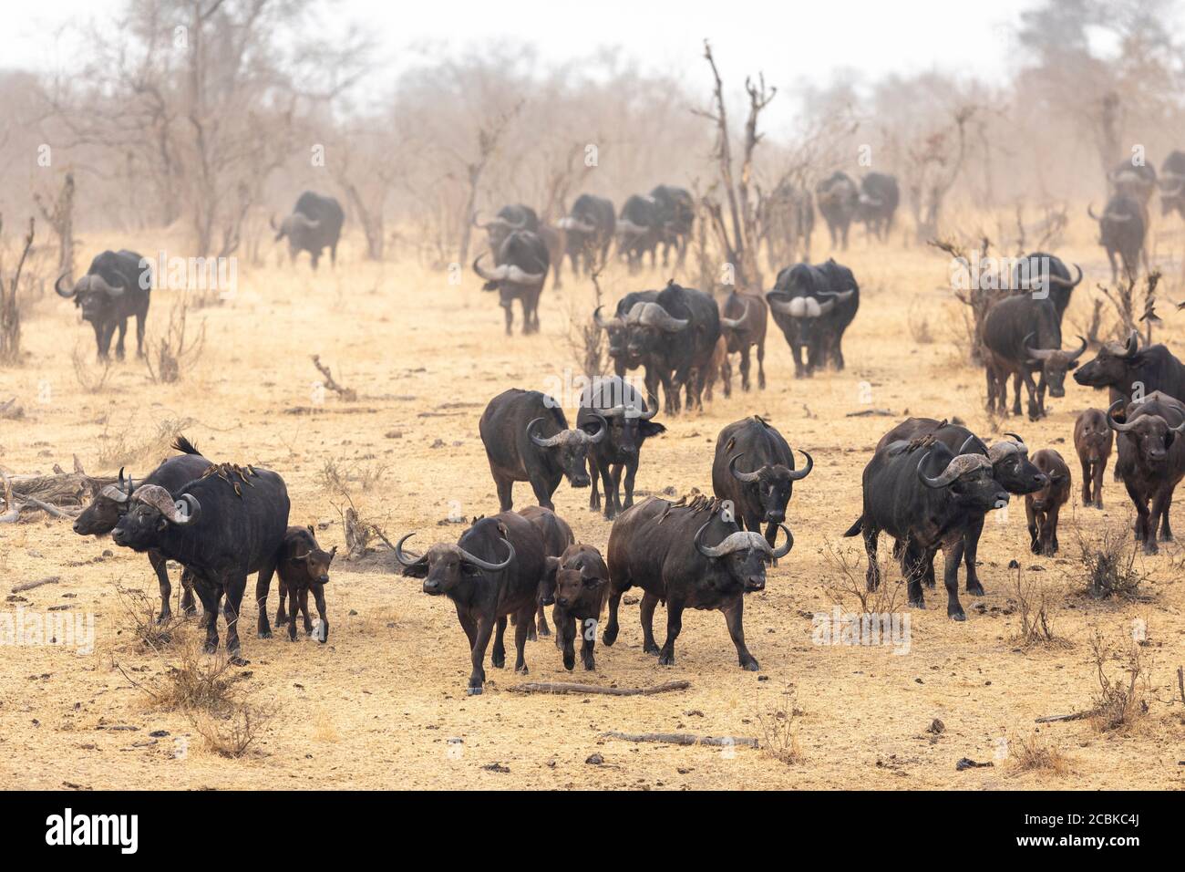 La famiglia Buffalo cammina verso il waterhole in stagione secca a Kruger Parco Sud Africa Foto Stock