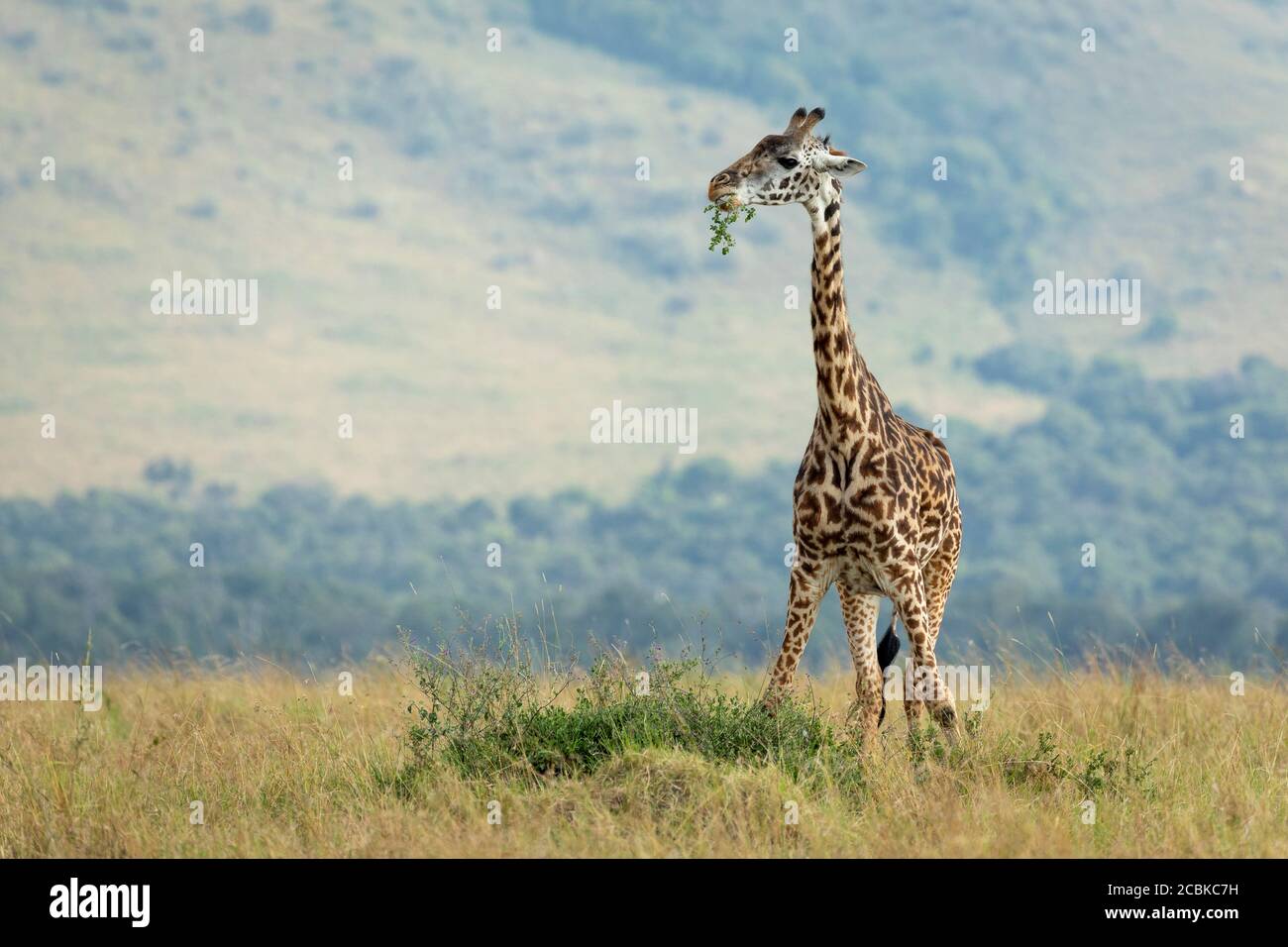 Giraffe adulti che naviga in pianure erbose in Masai Mara Kenya Foto Stock