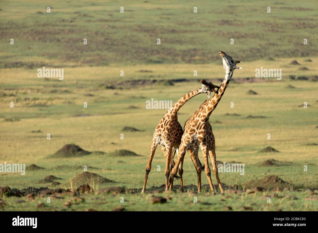 Due giraffe maschili adulte che combattono nelle vaste pianure aperte Di Masai Mara Kenya Foto Stock