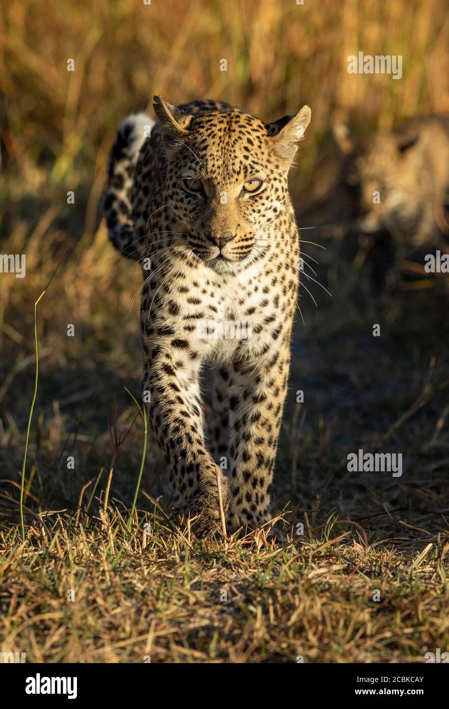 Bellissimo leopardo adulto che cammina verso la fotocamera durante il tramonto a Moremi Okavango Delta Botswana Foto Stock