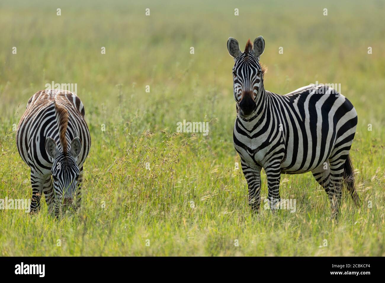 Due zebre adulte che mangiano erba verde a Serengeti National Parco in Tanzania Foto Stock