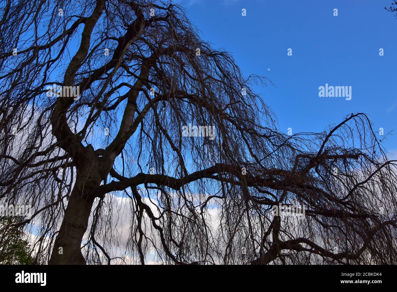 Silhouette di un salice contro il cielo blu a Praga, Repubblica Ceca Foto Stock