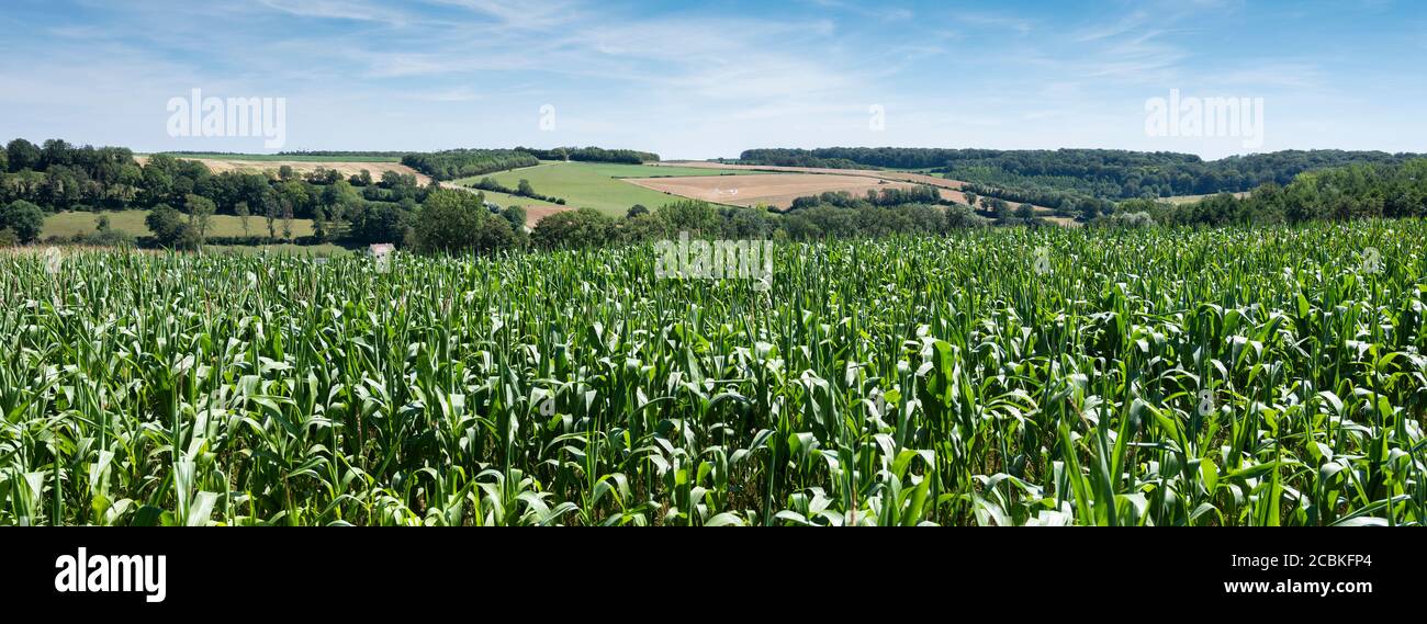 campi di mais e prati sotto il cielo blu in francese pas de calais vicino a boulogne Foto Stock