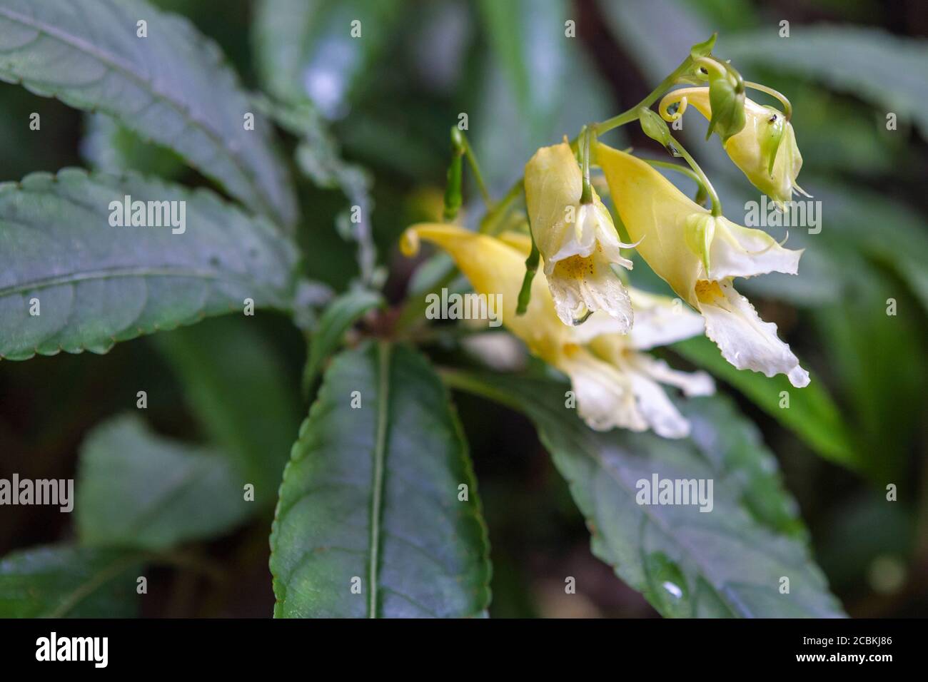 Fiori della pianta di ombra indurita e fiorita autunno, Impatiens omeiana in Tremenheere Gardens, Penzance, Cornovaglia, Regno Unito Foto Stock