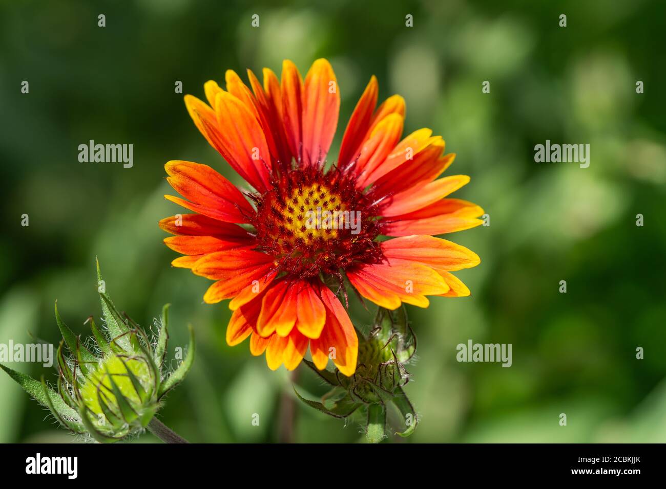 Coperta fiore testa in estate Foto Stock