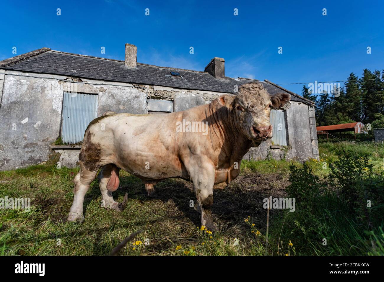 Grande toro maschile adulto in ambiente rurale Irlanda. Foto Stock