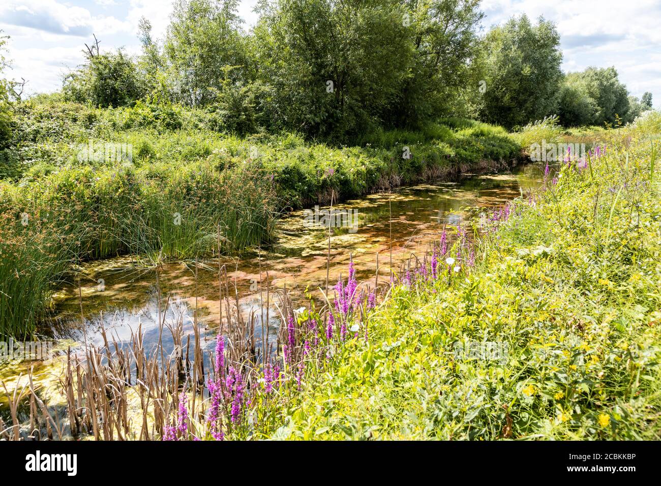 Lussureggiante crescita estiva presso la Riserva Naturale del canale di Coombe Hill, Gloucestershire UK Foto Stock