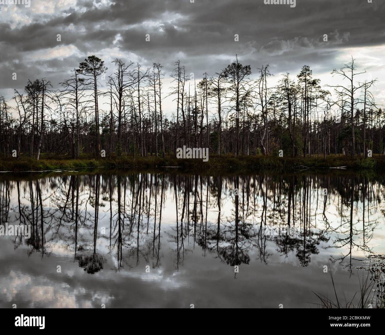 Isola con alberi secchi e il loro riflesso nel lago di palude. Foto Stock