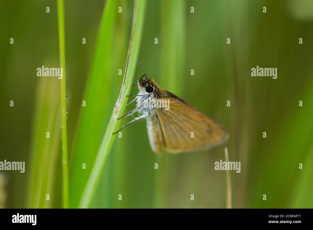 Lo skipper meno in foglia d'estate Foto Stock