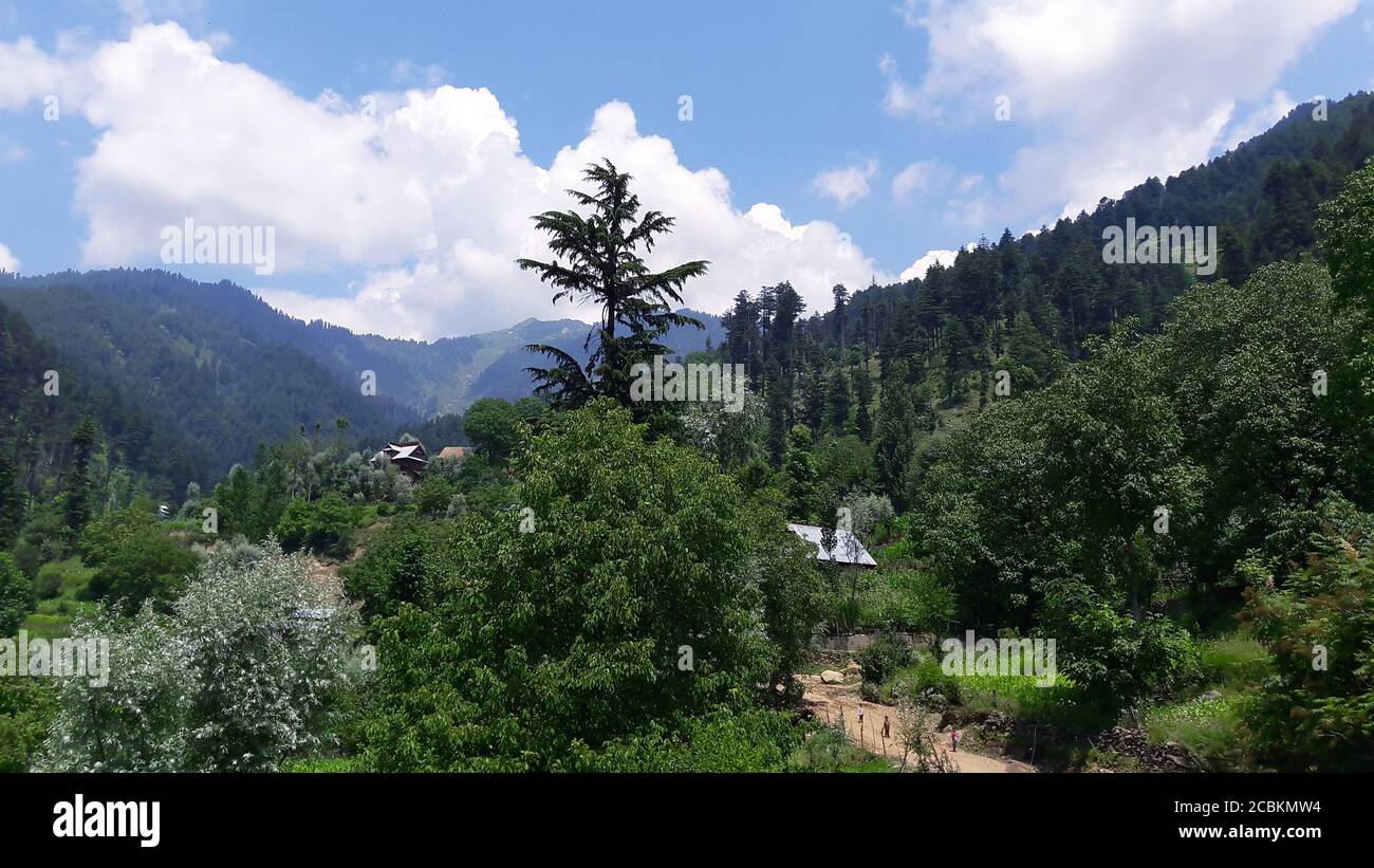 Paesaggio verde bellezza risaie campi, natura paesaggistica. Piante verdi terre e campi coltivati sembrano bella estate e primavera tempo . Verde, acqua, Foto Stock