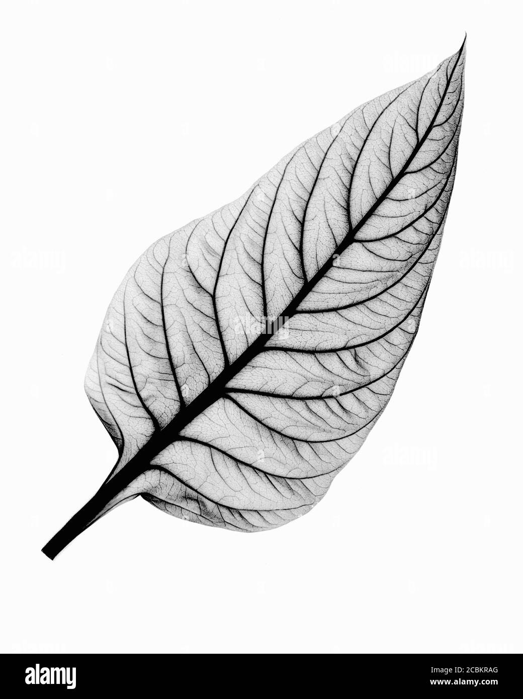 Immagine radiografica della foglia di celosia Foto Stock