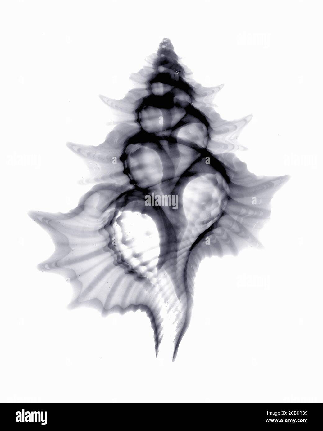 Immagine a raggi X di triton Seashell Foto Stock Immagine a raggi X di triton Seashell Foto Stock