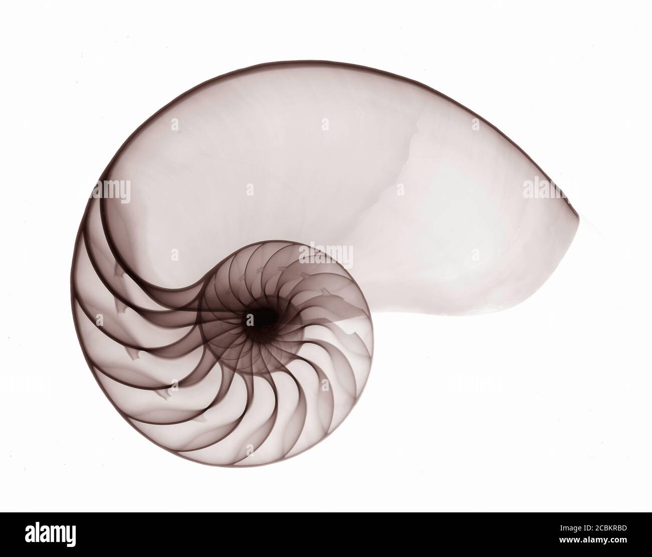 Immagine a raggi X di nautilus Seashell Foto Stock