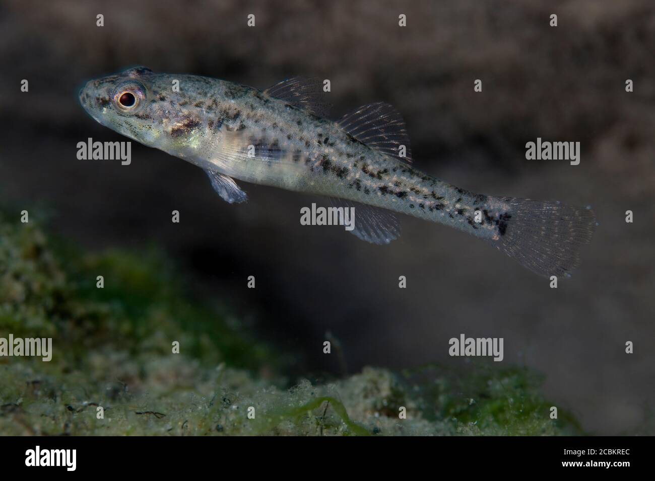 Primo piano di pesce bullo comune Foto Stock