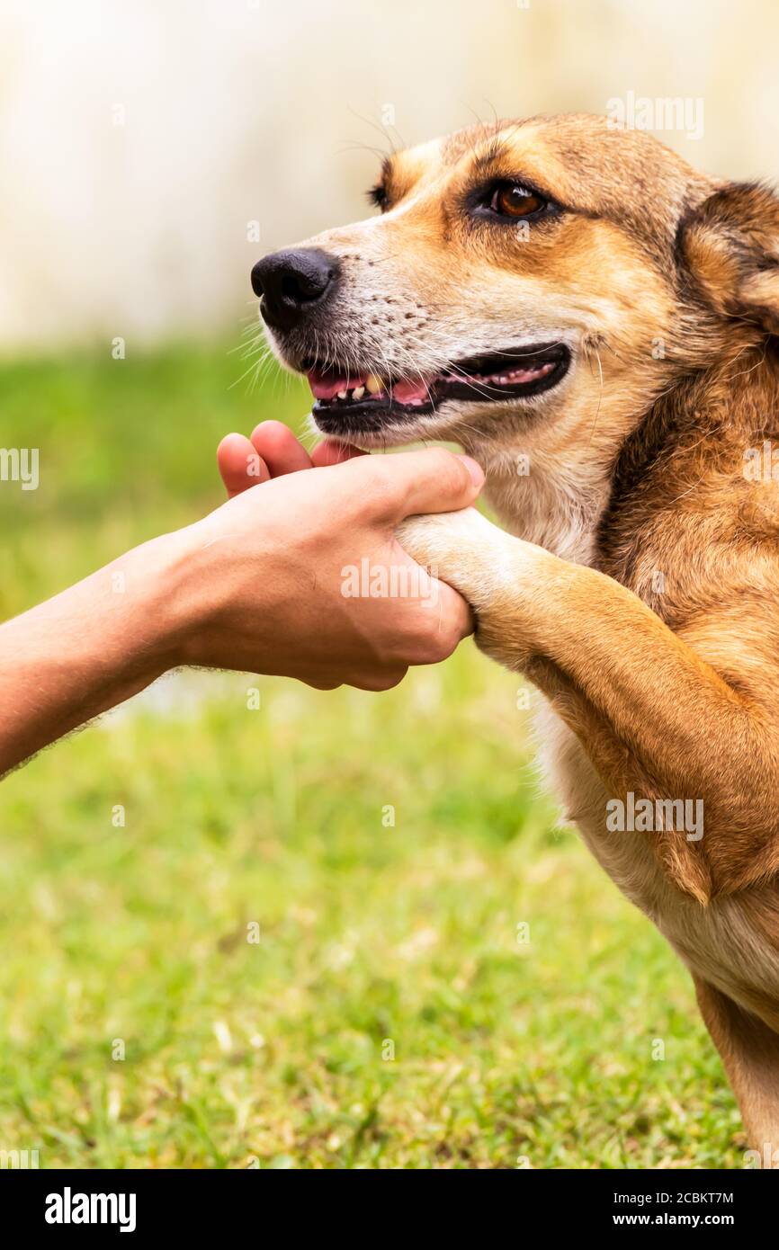 Un cane scuotendo la zampa con la mano`s amico umano. Foto Stock