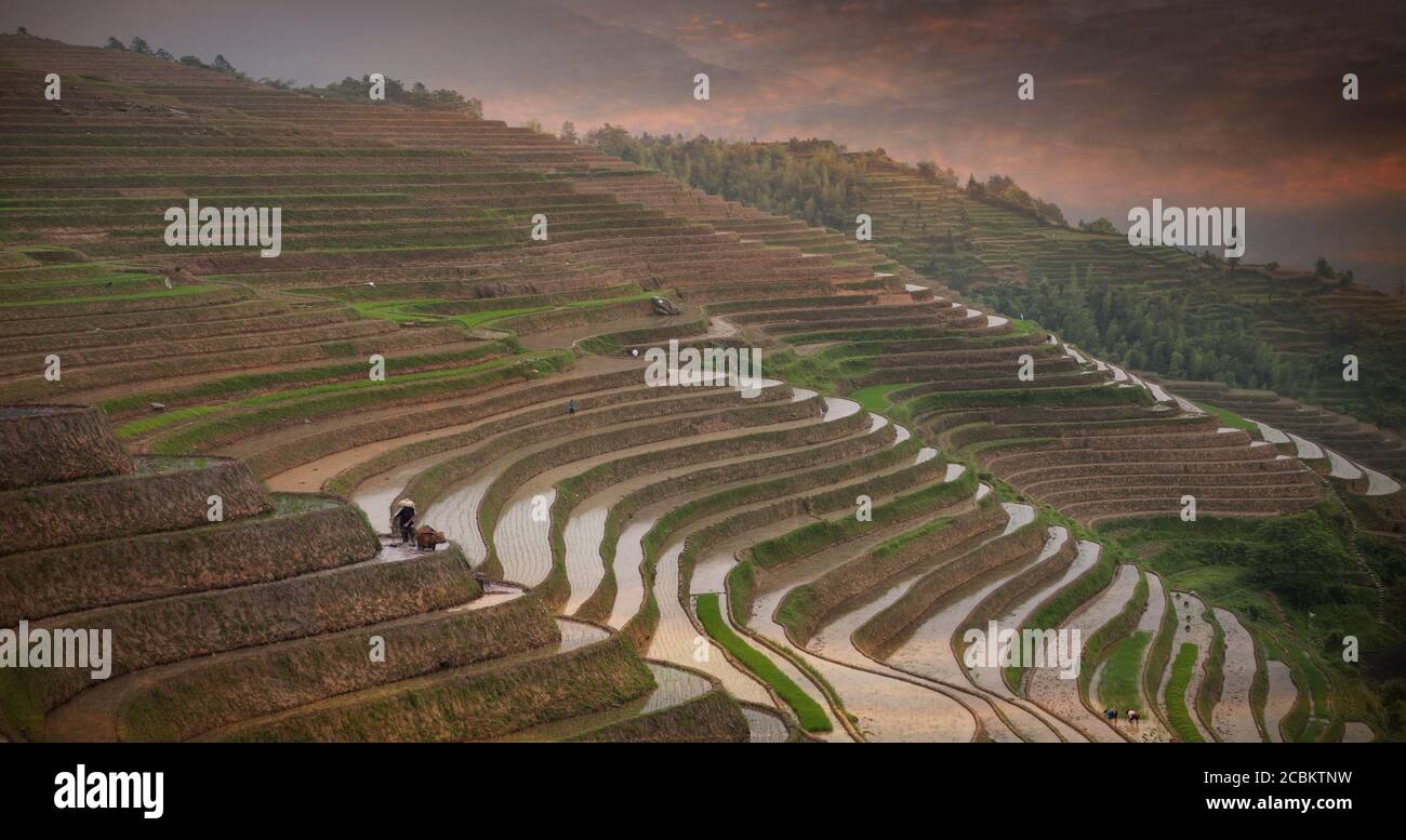 Campi terrazzati, Longsheng, Provincia di Guangxi, Cina Foto Stock