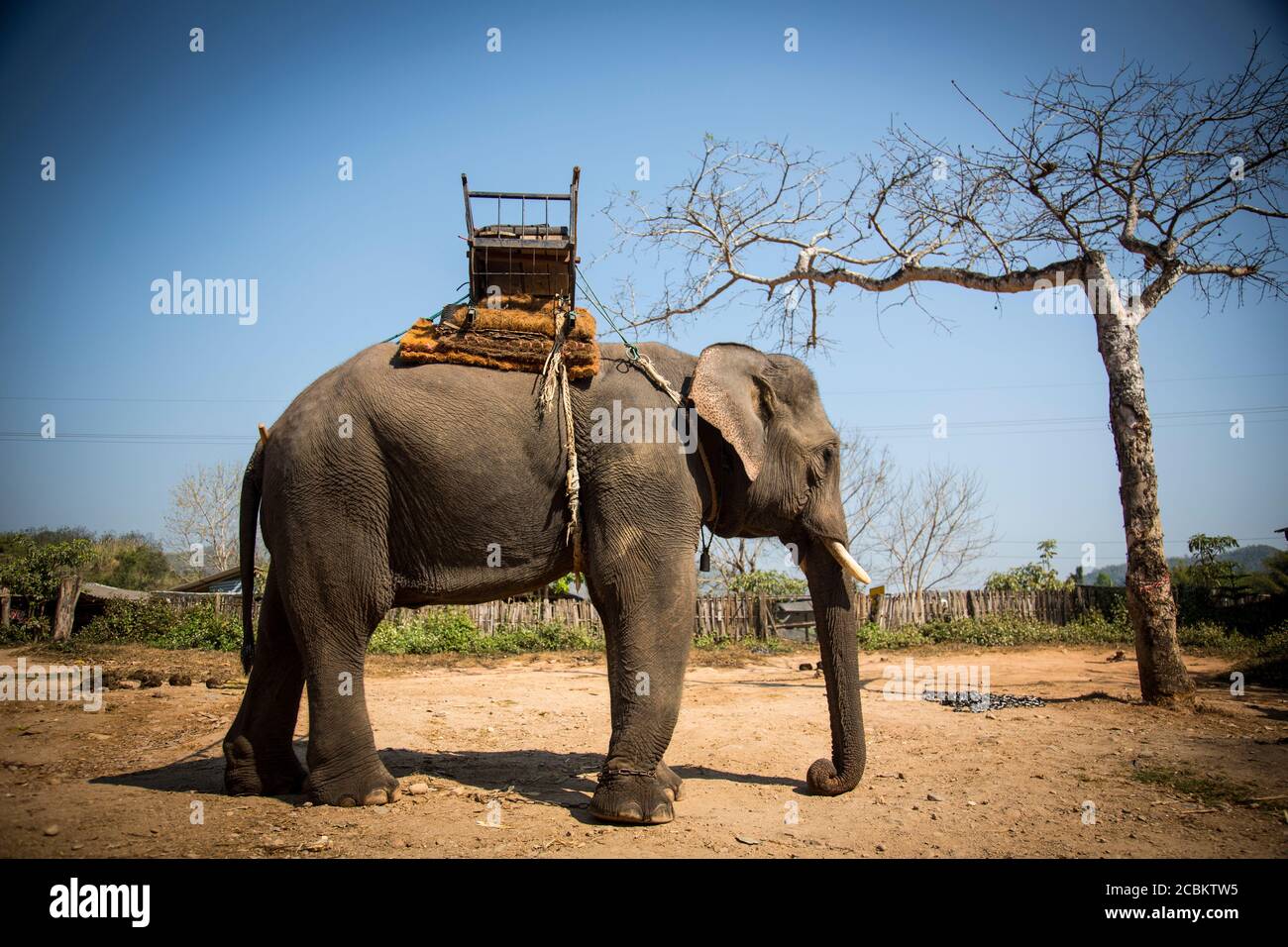 Vista laterale dell'elefante con posto a sedere attaccato, Thailandia Foto Stock