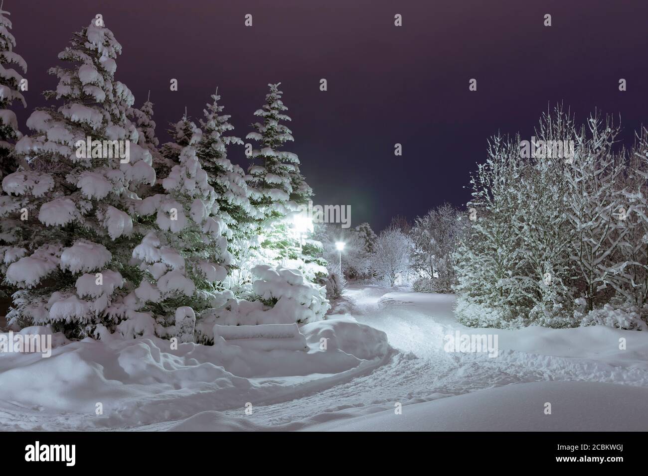 Alberi innevati nei giardini botanici di notte, Reykjavik, Islanda Foto Stock