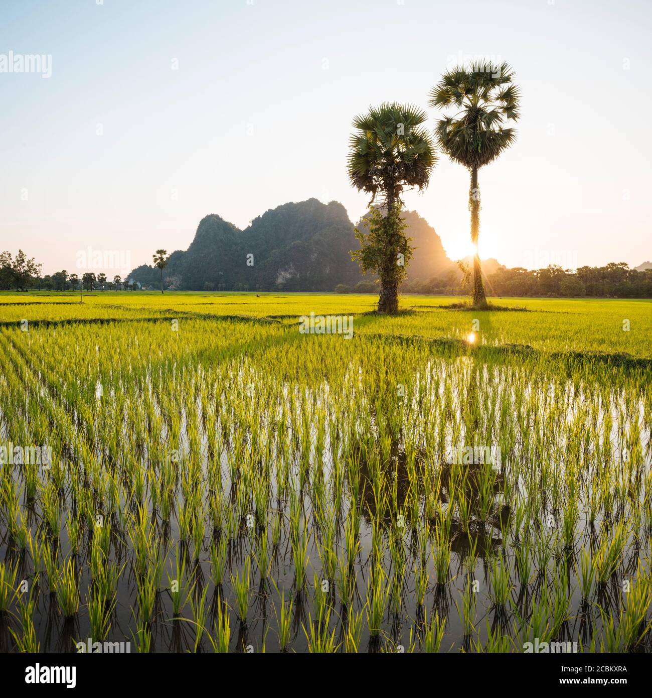 Risaie, Hsipaw, Shan state, Myanmar Foto Stock