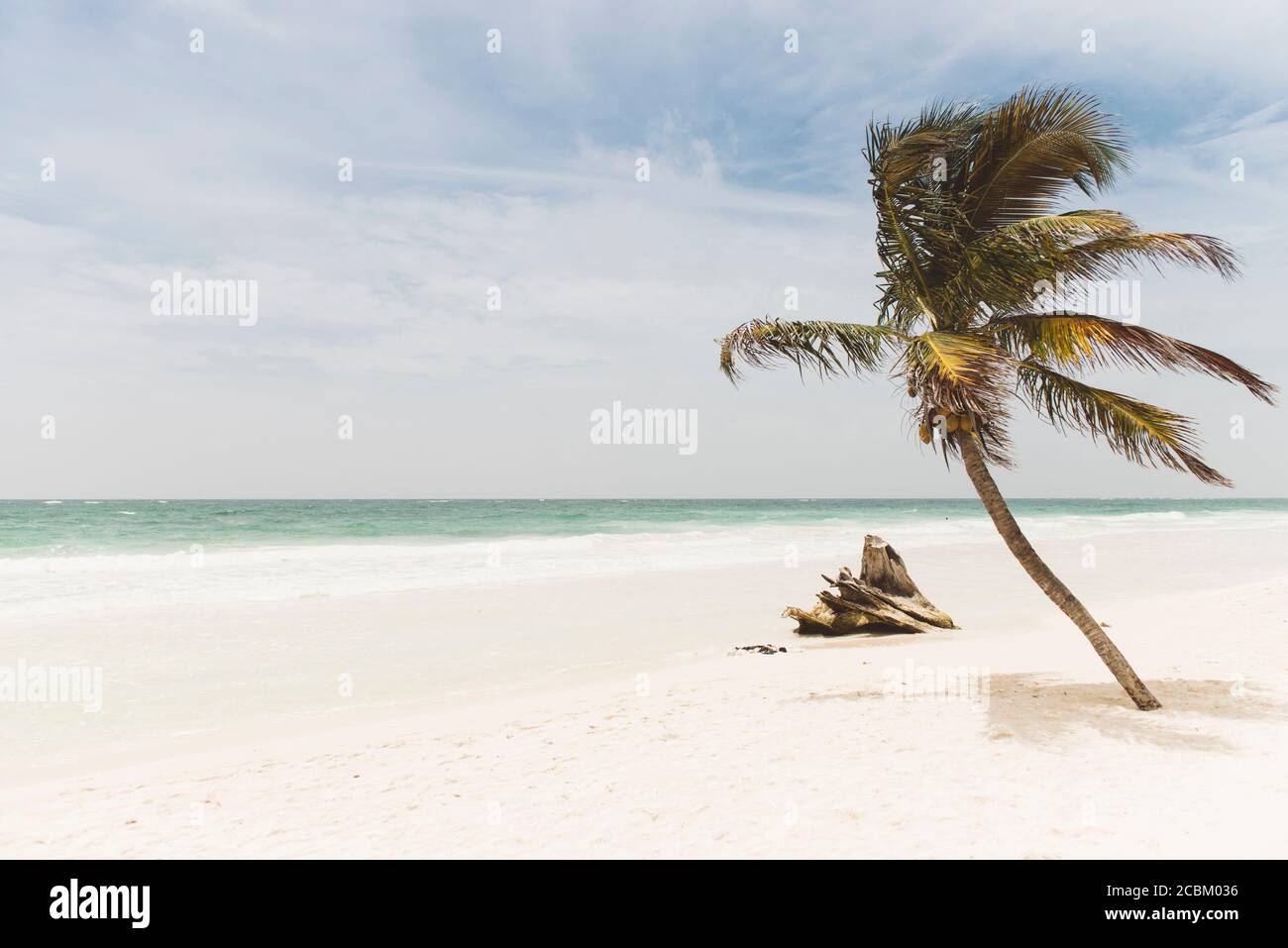 Palme e driftwood sulla spiaggia, Tulum, Messico Foto Stock