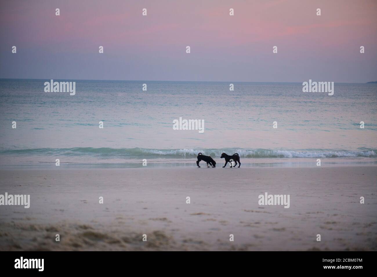 Cani giocando sulla spiaggia Foto Stock